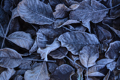 Full frame shot of leaves on land