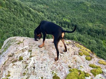 Horse on mountain