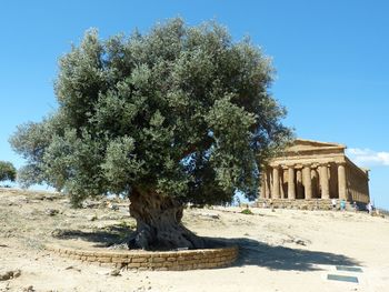 Tree in front of historical building against blue sky