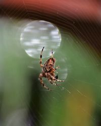 Close-up of spider on web