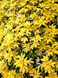 Full frame of yellow flowers