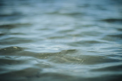 Reflection of trees in water