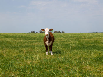 Horse standing in field