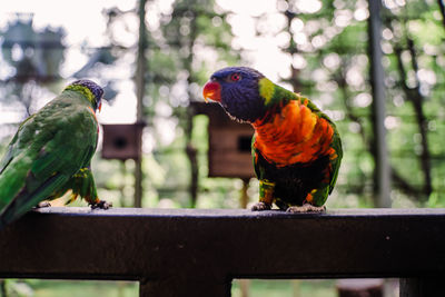 Close-up of parrot perching on railing