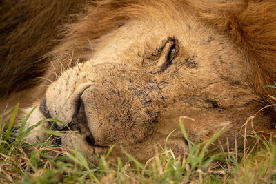Close-up of male lion half-asleep on grass