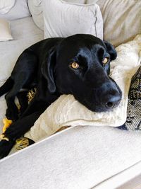 High angle view of dog lying on sofa at home