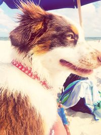 Close-up of a dog looking away