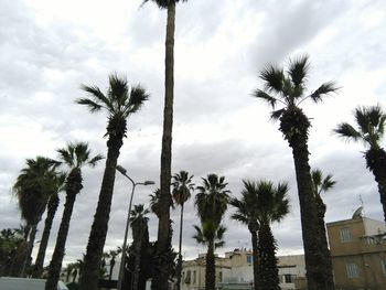 Low angle view of palm trees against cloudy sky