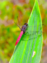 Close-up of insect on leaf