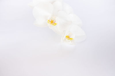 Close-up of white rose flower