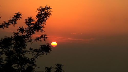 Low angle view of silhouette tree against orange sky