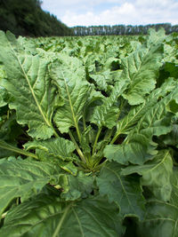 Close-up of green leaves