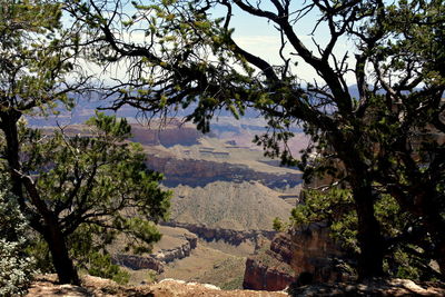 Trees in forest against sky