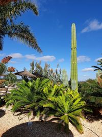 Palm trees against sky