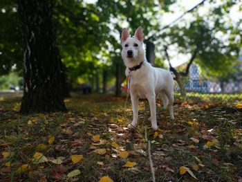 Beautiful white dog in autumn. background.