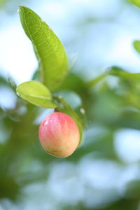 Close-up of strawberry growing on tree