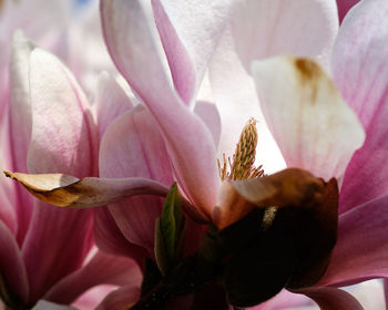 Close-up of pink flowering plant