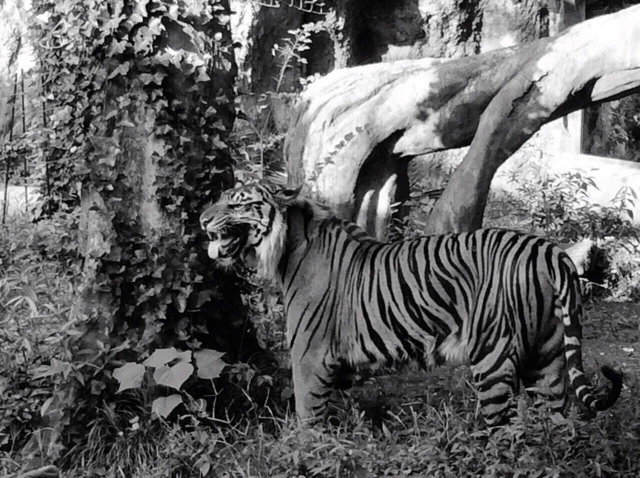 animal themes, animals in the wild, wildlife, field, grass, zebra, mammal, tree, one animal, striped, standing, nature, safari animals, bird, two animals, herbivorous, outdoors, day, side view, animal markings