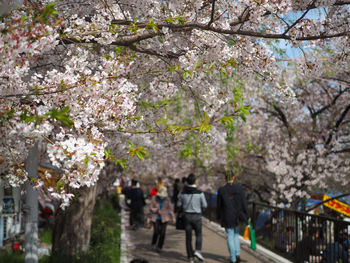 Cherry blossoms in spring