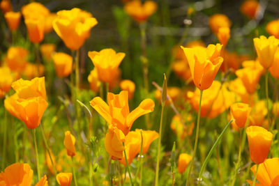 Close-up of yellow flowering plants on field
