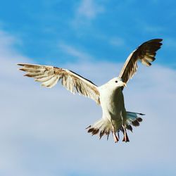 Low angle view of bird flying against the sky