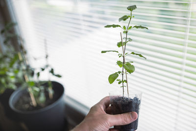 Hand of person holding potted plant by window at home