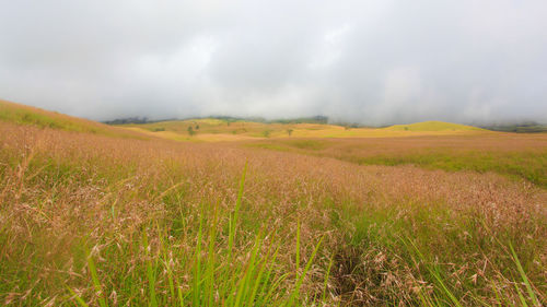 Scenic view of field against sky