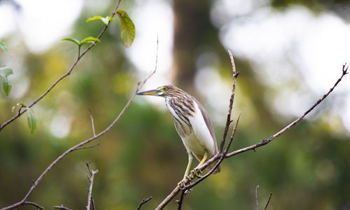 Close-up of bird perching on branch