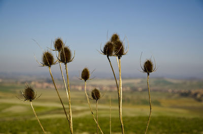 Close-up of flowering plant on field against sky