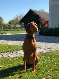 Dog sitting on grass against trees