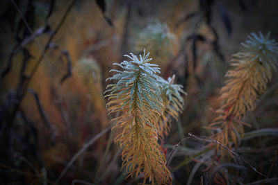 Close-up of leaves on tree