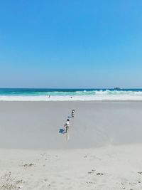 Dogs running at beach against clear blue sky