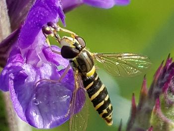 Close-up of insect on purple flower