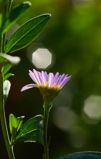 Close-up of purple flowering plant