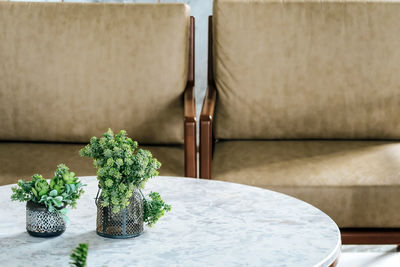 Close-up of potted plant on table at home