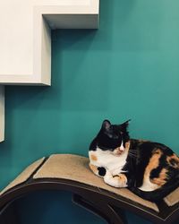 Cat sitting on wall at home
