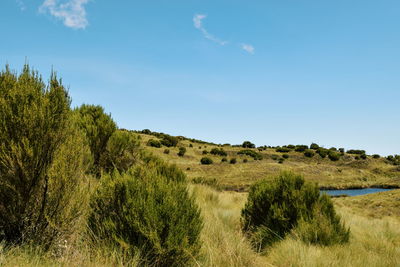 High altitude moorland at lake ellis, chogoria route, mount kenya national park