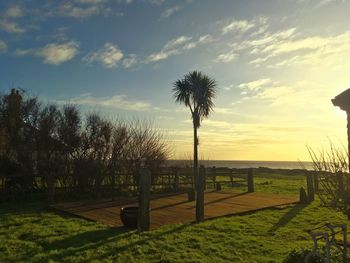 Palm trees on field against sky at sunset