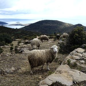 Sheep on mountain against sky