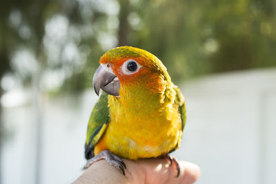 Cropped hand holding parrot