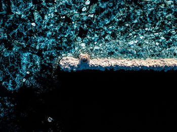 High angle view of turtle swimming in sea