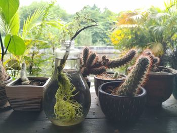 Close-up of potted plants in yard