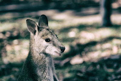 Close-up of deer on field