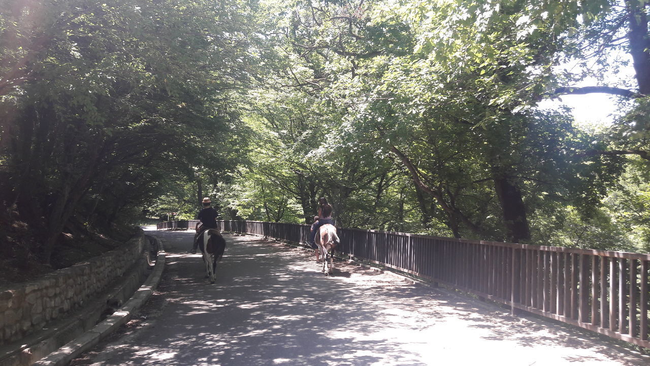 REAR VIEW OF PEOPLE WALKING BY TREES