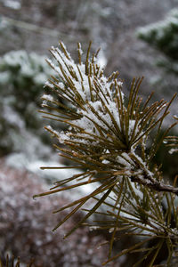 Close-up of plant