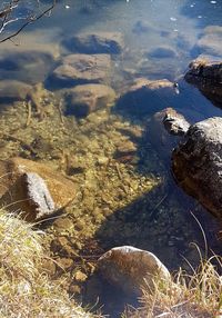 High angle view of sheep on landscape