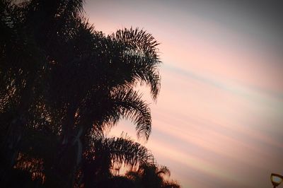 Low angle view of silhouette trees against sky