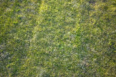 Full frame shot of green leaves