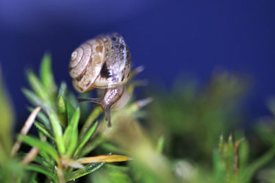 Close-up of insect on plant