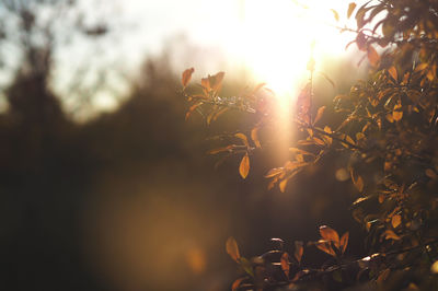 Close-up of flower tree against sky